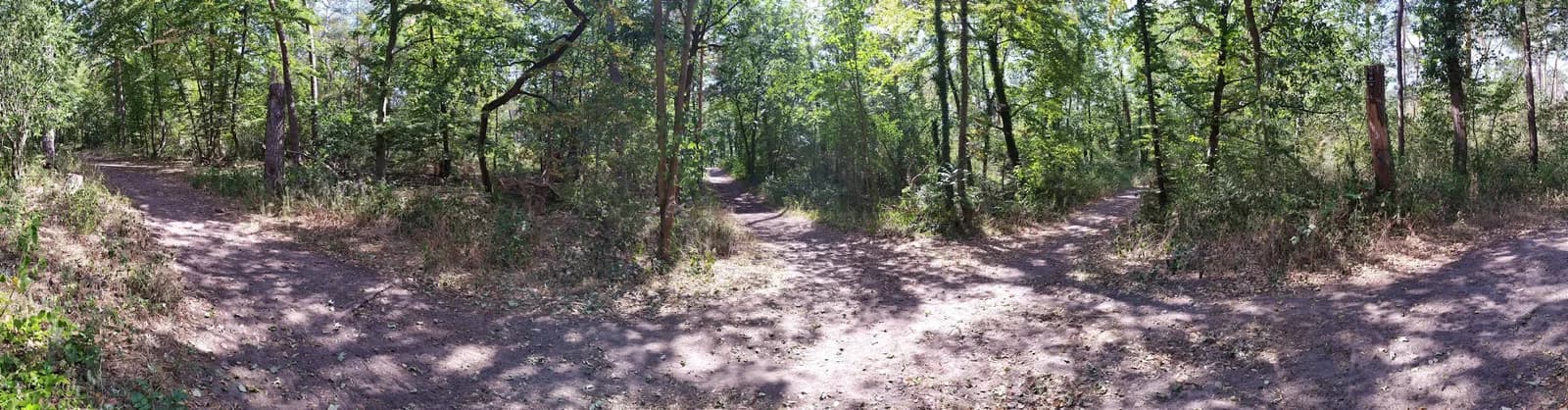 A forked dirt path splitting into two directions through tall grass, evoking the choice between a capped free tier and an uncapped one
